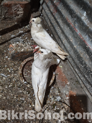 এক জোড়া রানিং বোম্বাই বিক্রি করা হবে